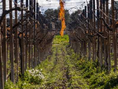 Seguendo i filari dei vigneti...